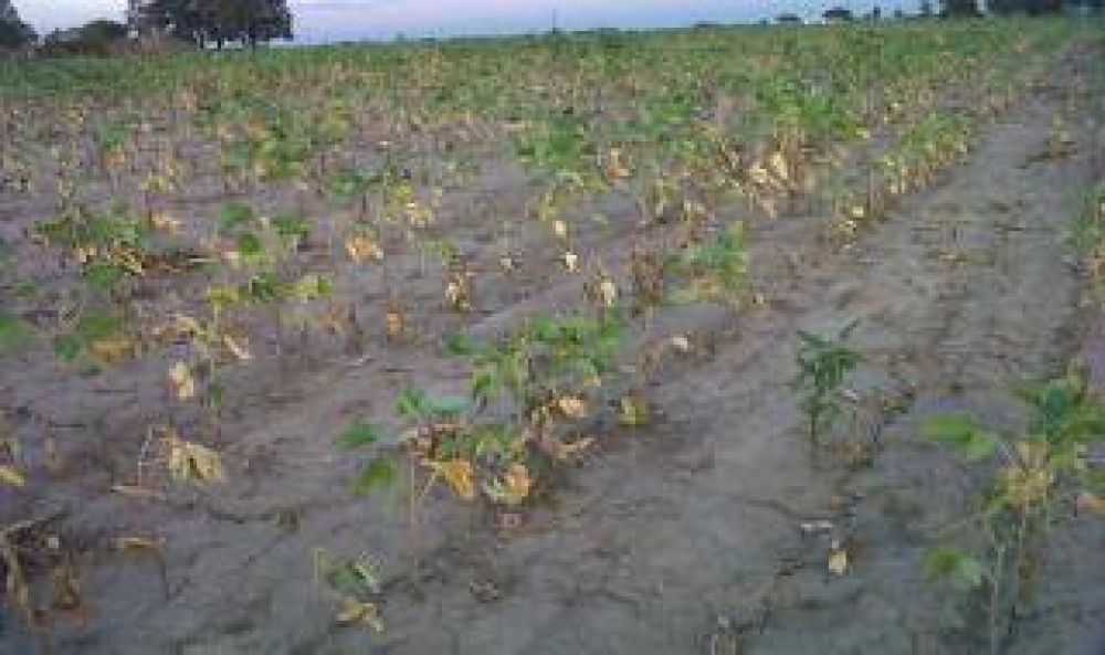 La lluvia trae optimismo al campo bonaerense