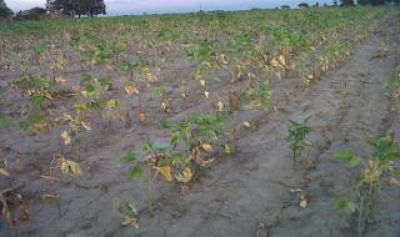 La lluvia trae optimismo al campo bonaerense