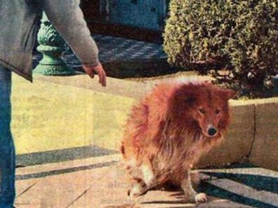 Muri� ayer el perro que jam�s se alej� de la tumba de su amo