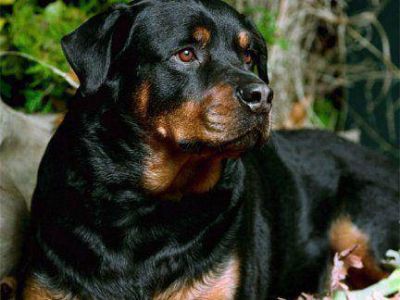 Ordenanza obliga a registrar los perros peligrosos en Paran�: La lista de razas