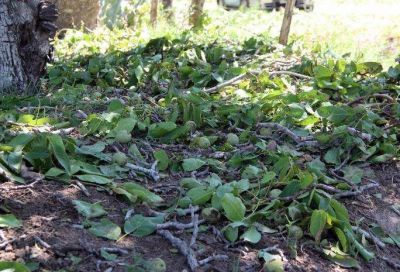 El Gobierno brinda herramientas de financiamiento para productores afectados por granizo