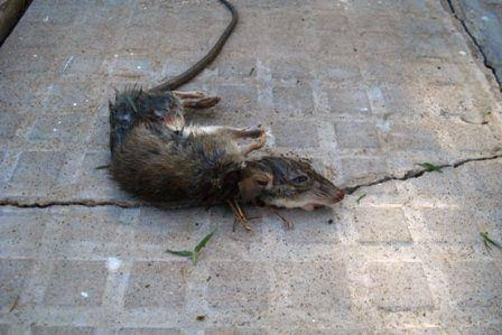 Denuncian invasi�n de ratas en un barrio