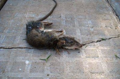 Denuncian invasi�n de ratas en un barrio