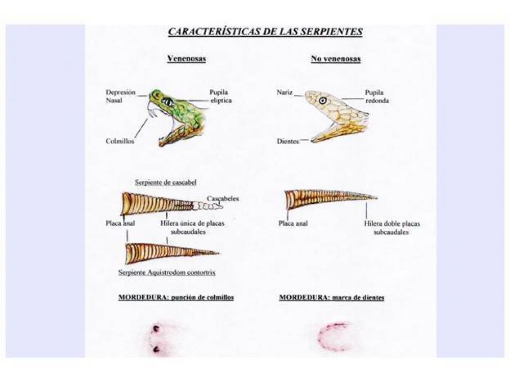 Creci� la demanda de ant�dotos ante mordeduras de yarar�s