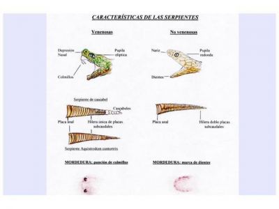 Creci� la demanda de ant�dotos ante mordeduras de yarar�s