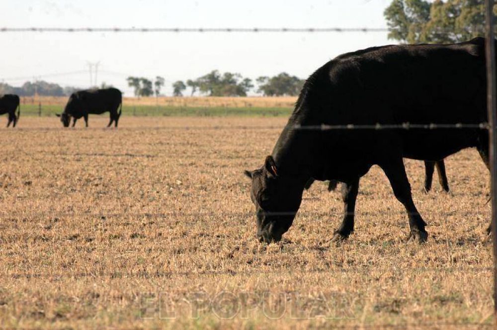 La lluvia trajo alivio pero no soluciones al campo
