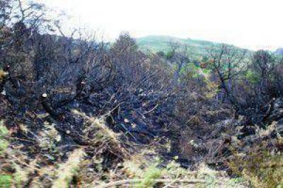 INCENDIOS: Avanzan contra el fuego en Alumin�