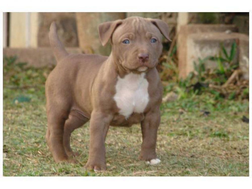Atacaron a su abuela y tuvo que sacrificar a sus dos pitbull