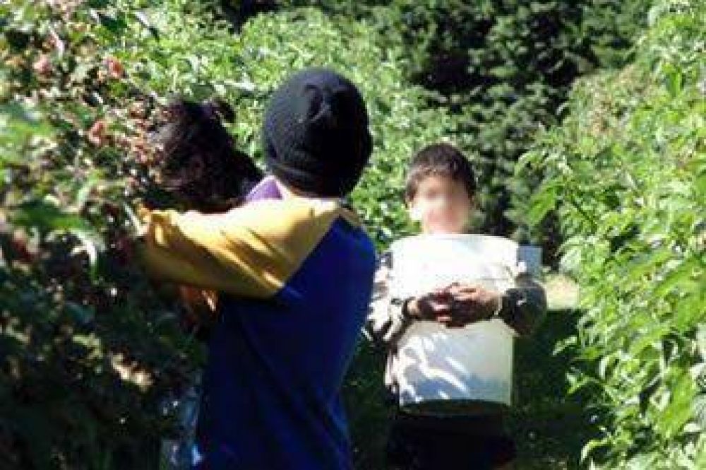 Rescatan menores explotados en Chubut para la cosecha de fruta fina