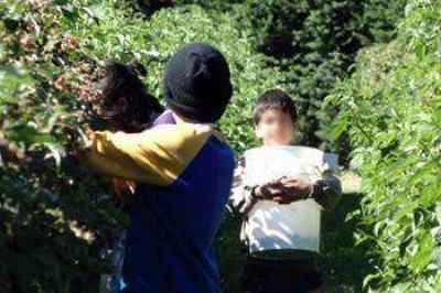 Rescatan menores explotados en Chubut para la cosecha de fruta fina