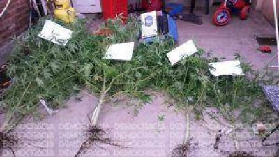 Secuestran plantas de marihuana