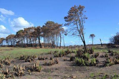 Claromec�: solita se recuper� la Estaci�n Forestal
