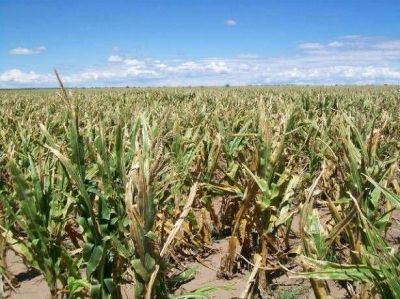 El calor azot� al ma�z y la soja 