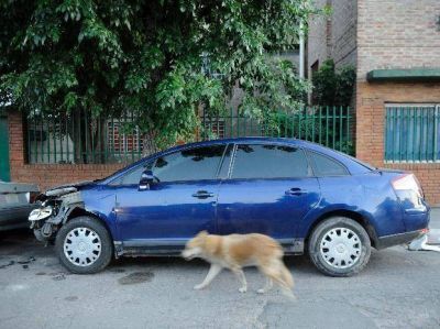Choc�, se escap�, le dispar� a un motociclista, rob� una bici y cay�