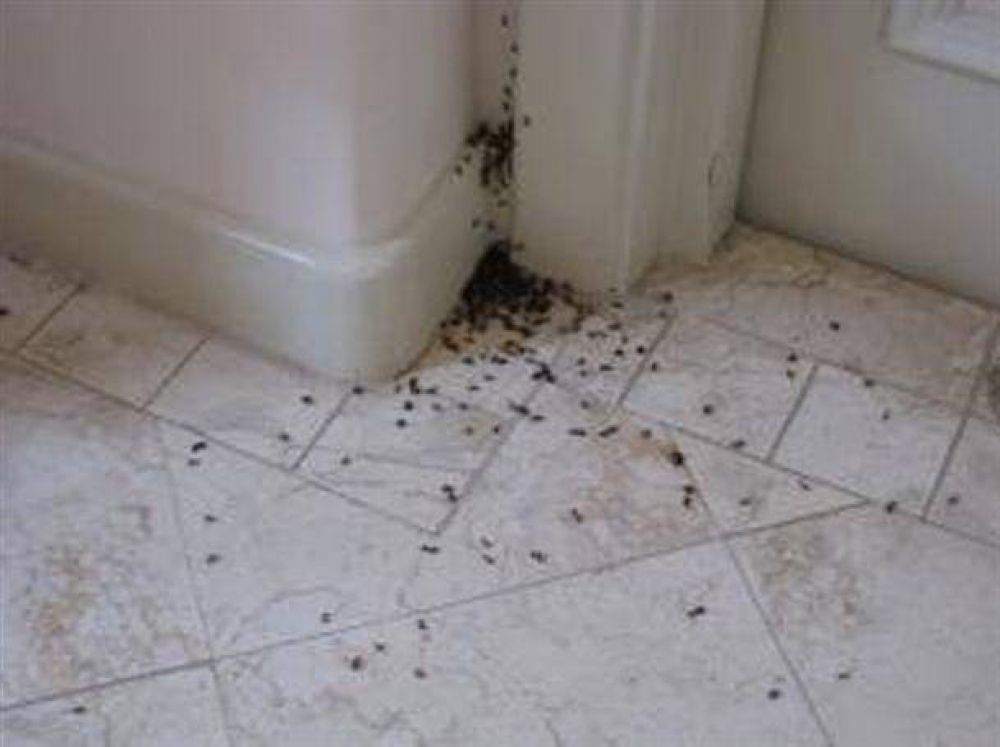 Preocupa la invasi�n de hormigas en las cocinas, ba�os, cuartos y jardines pehuajenses