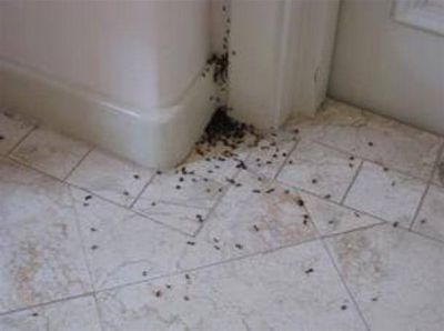 Preocupa la invasi�n de hormigas en las cocinas, ba�os, cuartos y jardines pehuajenses