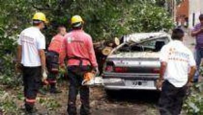La fuerte tormenta provoc� ca�da de �rboles y cables y da�os materiales en Salta