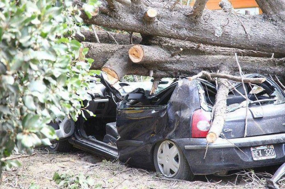 Para el Municipio, el �rbol que mat� a Ludmila estaba en "buenas condiciones� 