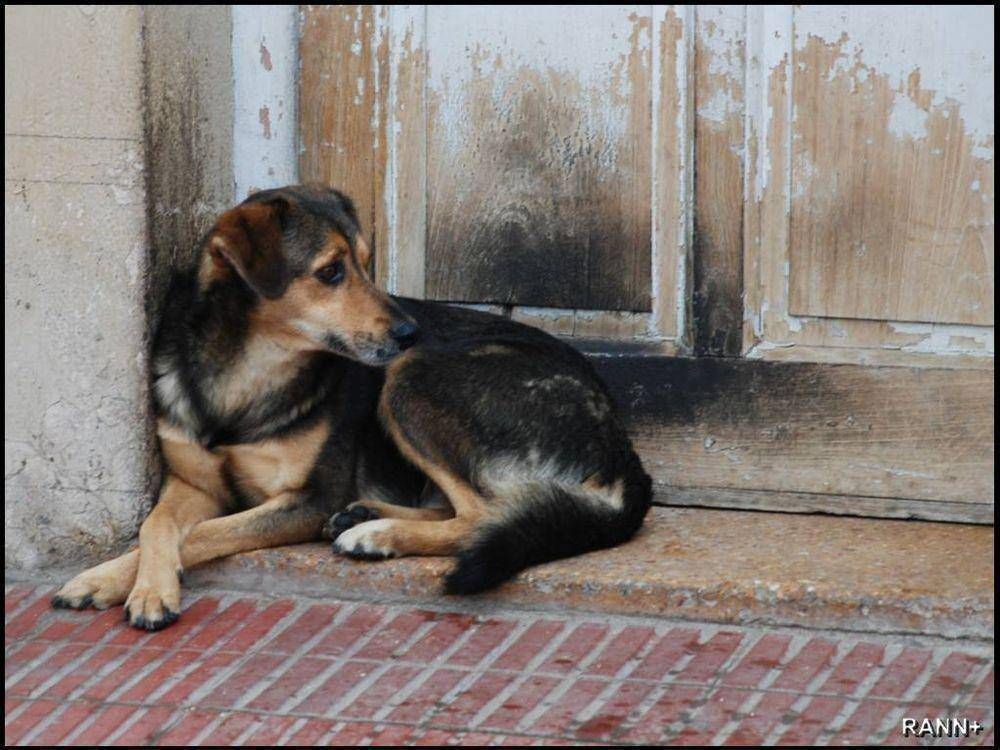 Se reaviva el debate por el hospital de animales