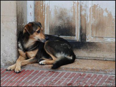 Se reaviva el debate por el hospital de animales