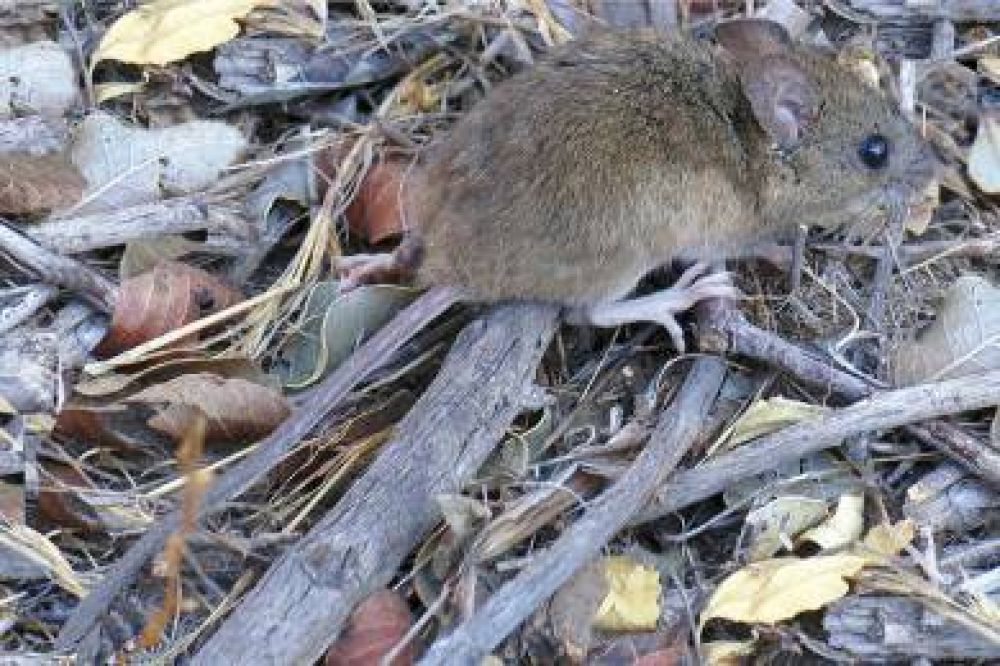 Hantavirus: contin�a la espera de resultados desde el Malbr�n 
