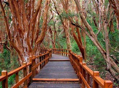 El Parque Nacional Los Arrayanes est� abierto al p�blico 
