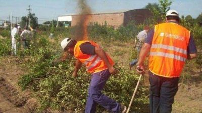 Senasa destruy� y quem� 20 mil plantines de dos viveros en Tucum�n