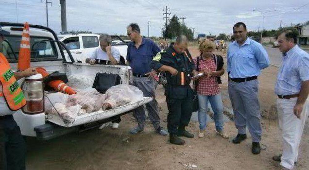 Decomisan carne que era transportada en una moto