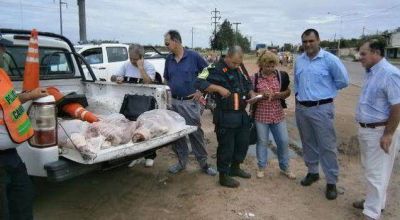 Decomisan carne que era transportada en una moto