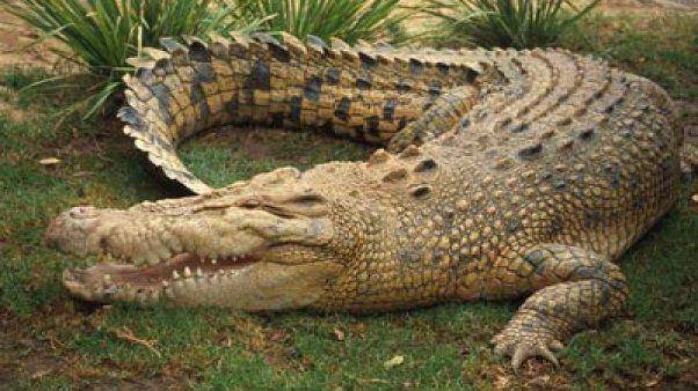Buscan a un chico de 12 a�os tras un ataque de cocodrilo