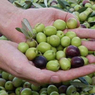 El sector oliv�cola contin�a en estado cr�tico en la Provincia