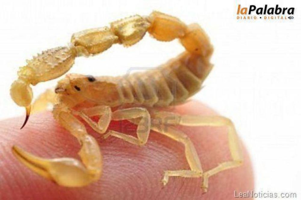 Medidas a tener en cuenta ante la picadura del escorpi�n escorpion
