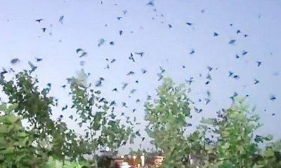 Crece la preocupaci�n por una plaga de aves en el centro