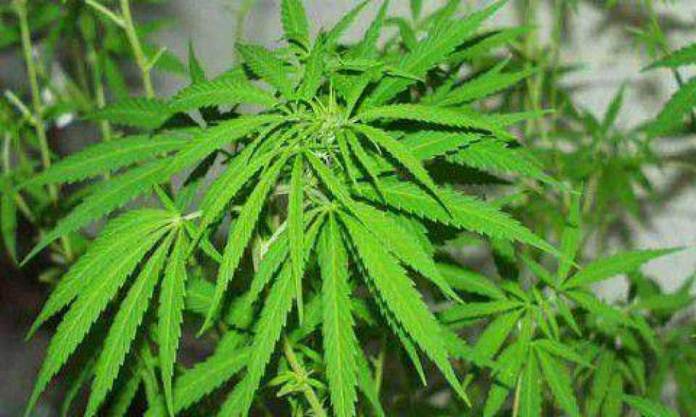 Allanaron una casa y secuestraron 10 plantas de marihuana