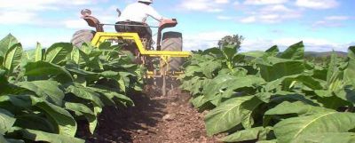 El tabaco sigue sin precio