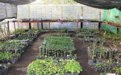 En 2013 el vivero municipal de San Isidro don� mil plantas