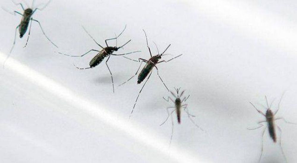 Dengue: apareci� un caso probable en Las Bre�as