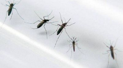 Dengue: apareci� un caso probable en Las Bre�as