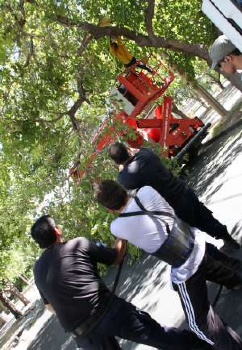 Caos por una rama que cay� en la calle