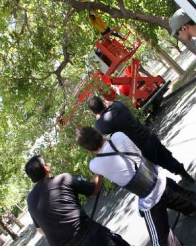 Caos por una rama que cay� en la calle