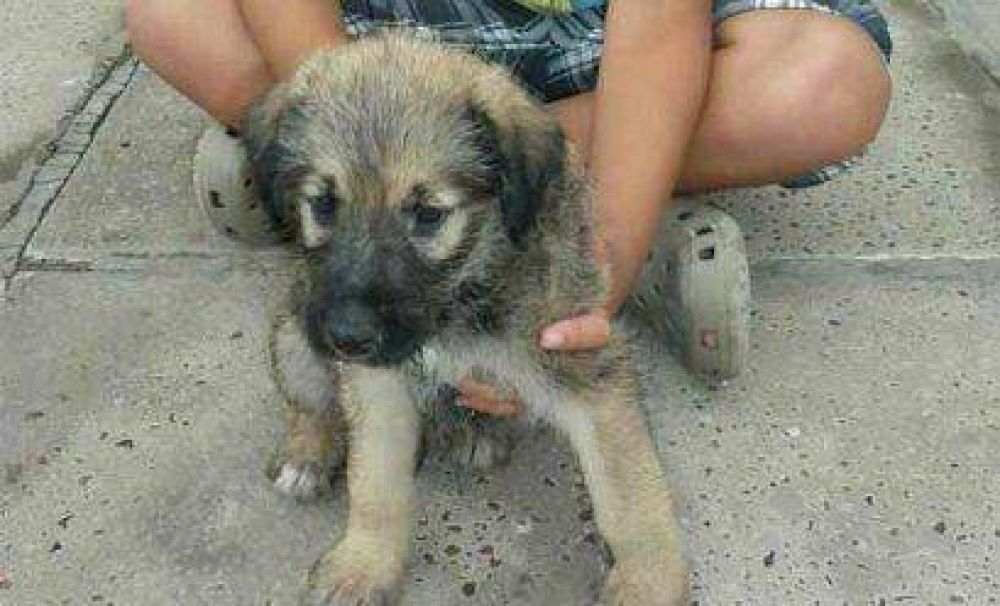 Nueva jornada de castraci�n y vacunaci�n animal