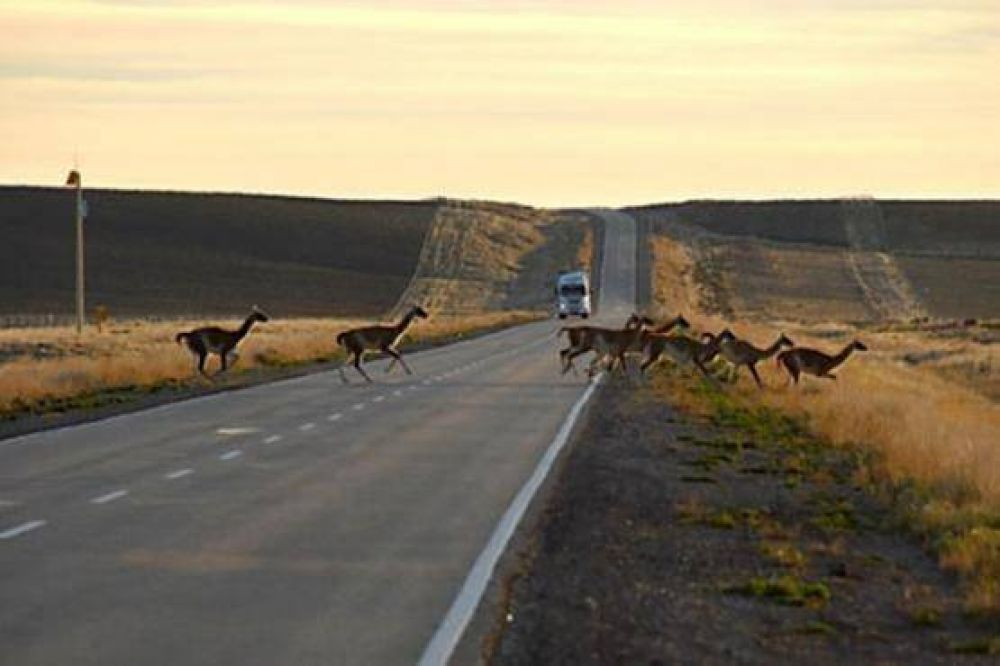 Volc� tras embestir a un guanaco