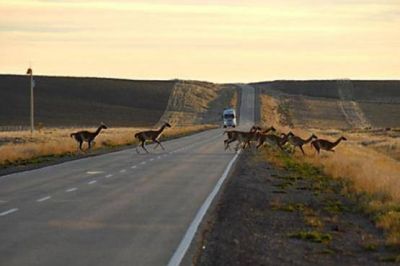 Volc� tras embestir a un guanaco