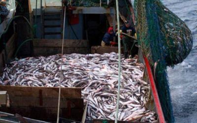 Exportaciones: el sector pesquero recaud� 1500 millones de d�lares en 2013