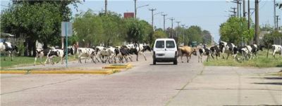 Una veintena de vacas pase� por la v�a p�blica