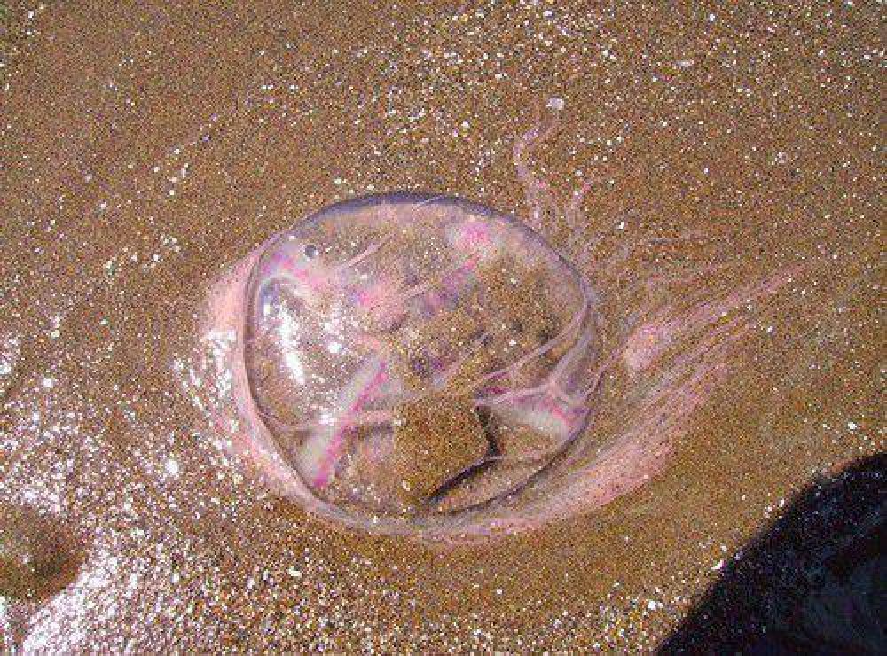 Monte Hermoso: el Intendente insinu� que a las aguas vivas se las llev� un OVNI