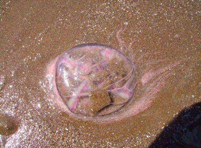 Monte Hermoso: el Intendente insinu� que a las aguas vivas se las llev� un OVNI