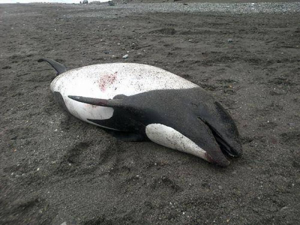 Apareci� una tonina en la costa del cabo Domingo 