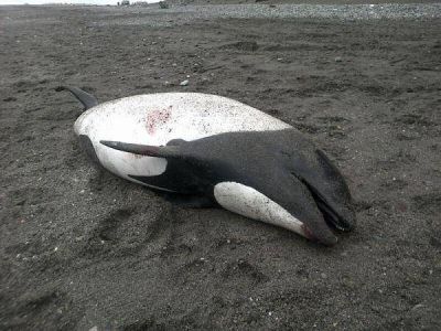 Apareci� una tonina en la costa del cabo Domingo 