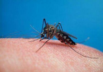 Invasi�n de mosquitos: piden intensificar las medidas contra el dengue